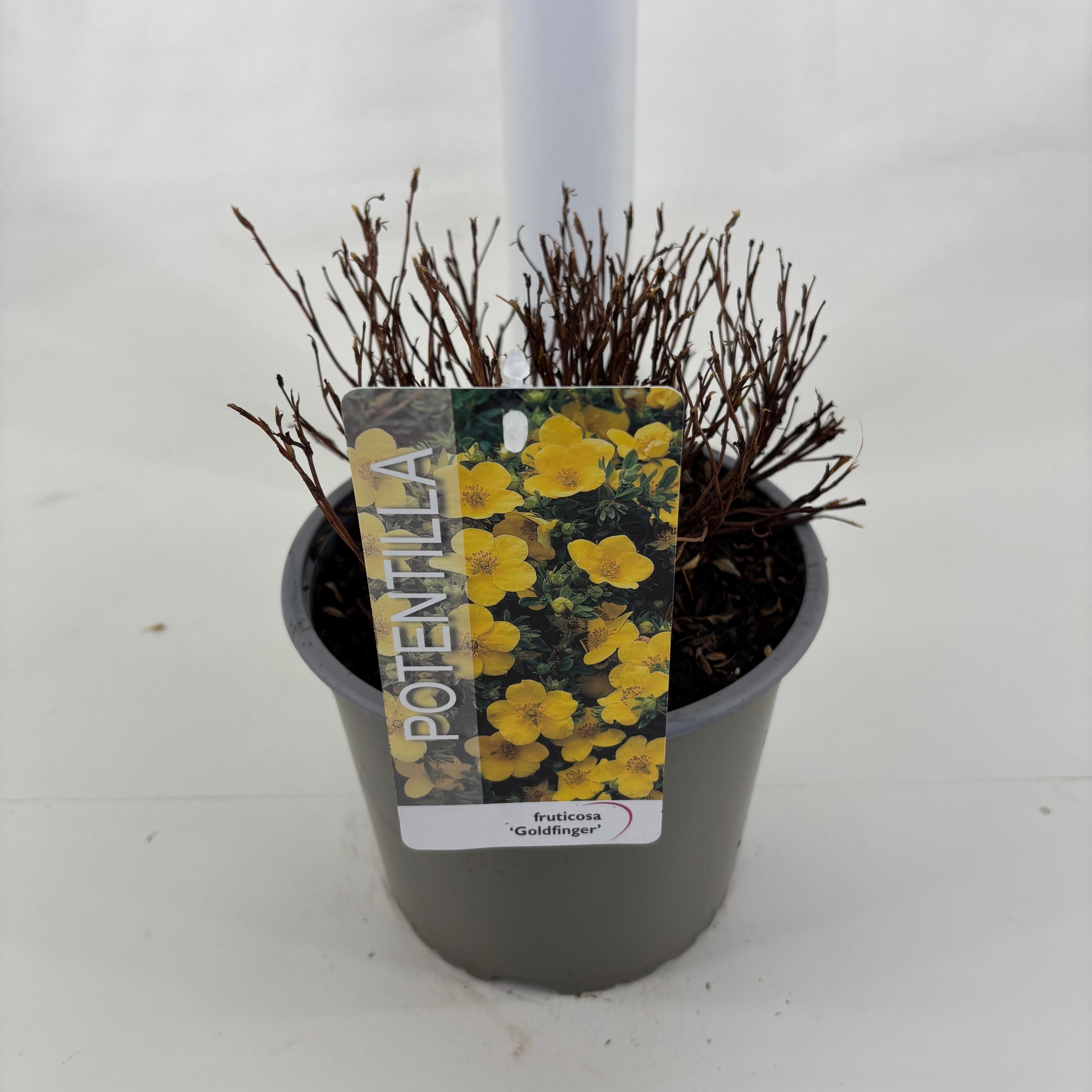 Potentilla fruticosa 'Goldfinger', D 19
