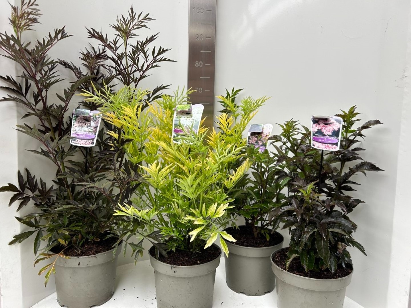 Sambucus nigra trolley, D 23