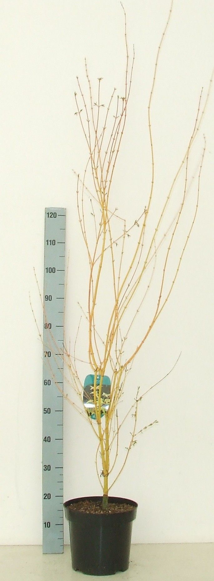 Acer palmatum 'Bi Hoo' P26 Full CC, D 26