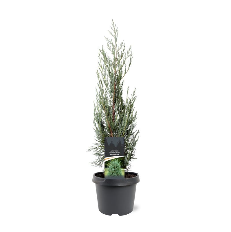 Juniperus scopulorum 'Moonglow', D 19
