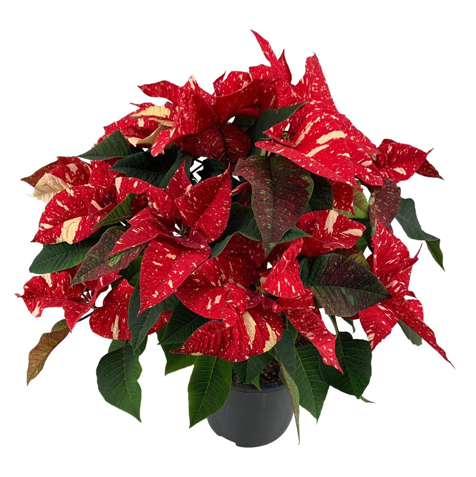 Poinsettia Christmas Feelings Glitter 12+schermen, D 19 cm
