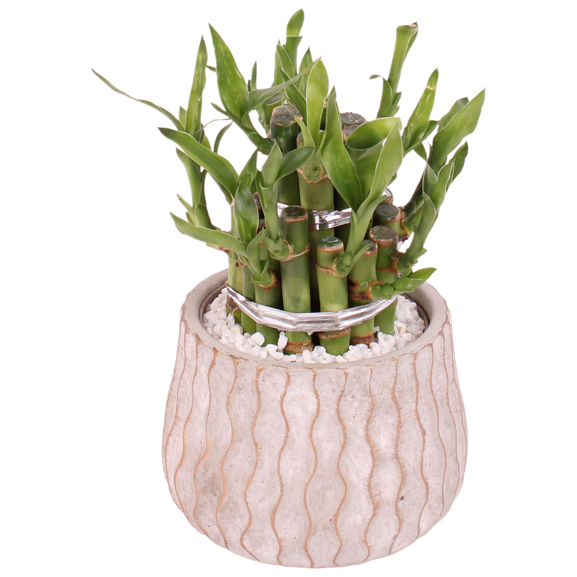 Lucky Bamboo Shape Round 2B Ø12cm Ceramic PL569, D 12