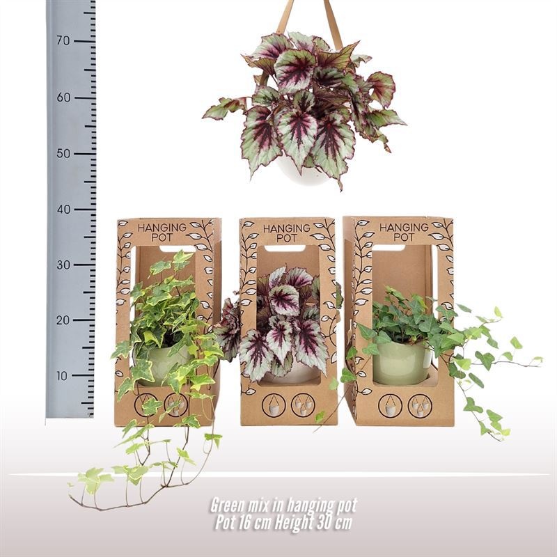 Hanging Pot - Greenmix, D 16 cm