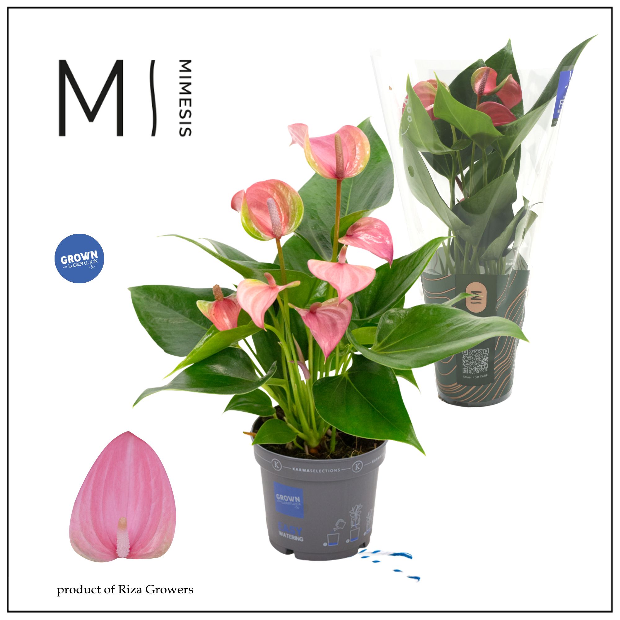 Mimesis Anthurium KARMA Joli - 9cm, D 9 cm