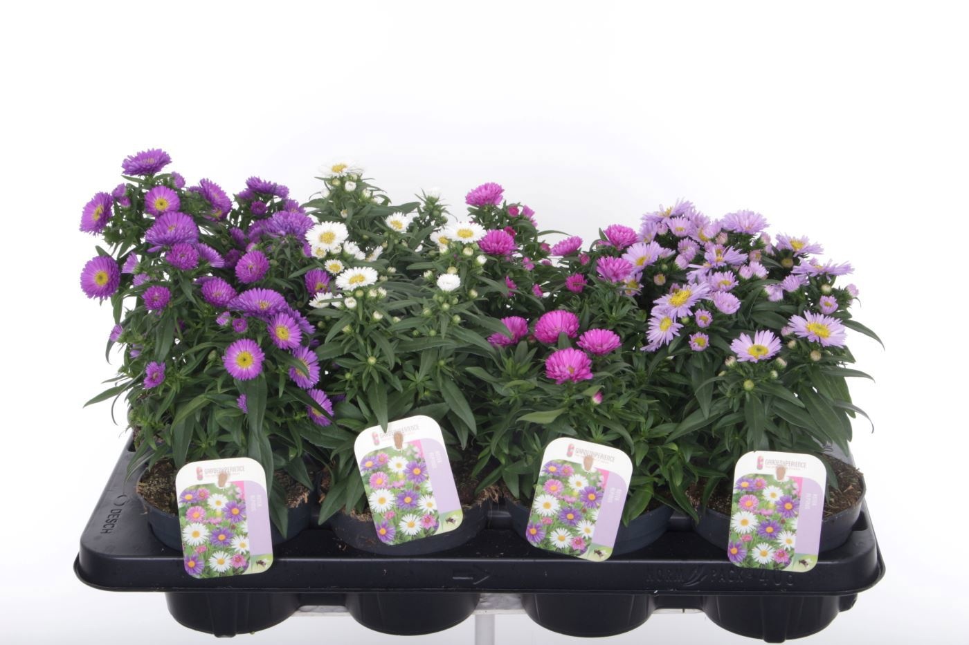 Aster Novi-belgii Magic mixtray, D 13 cm