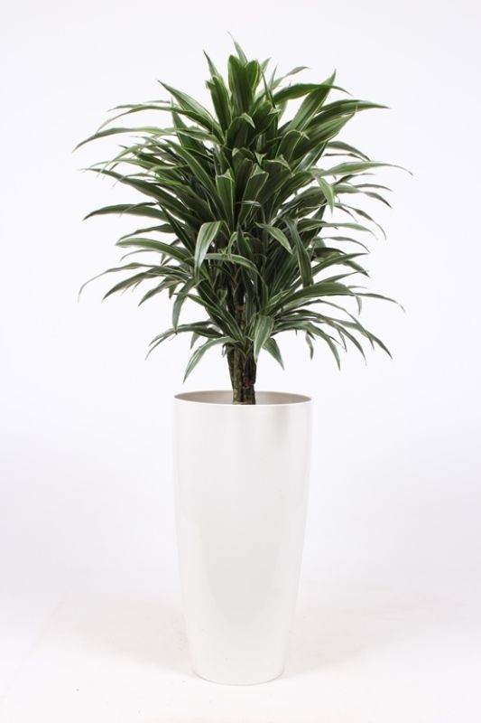 Dracaena Warneckie in Santorini pot "wit", D 33