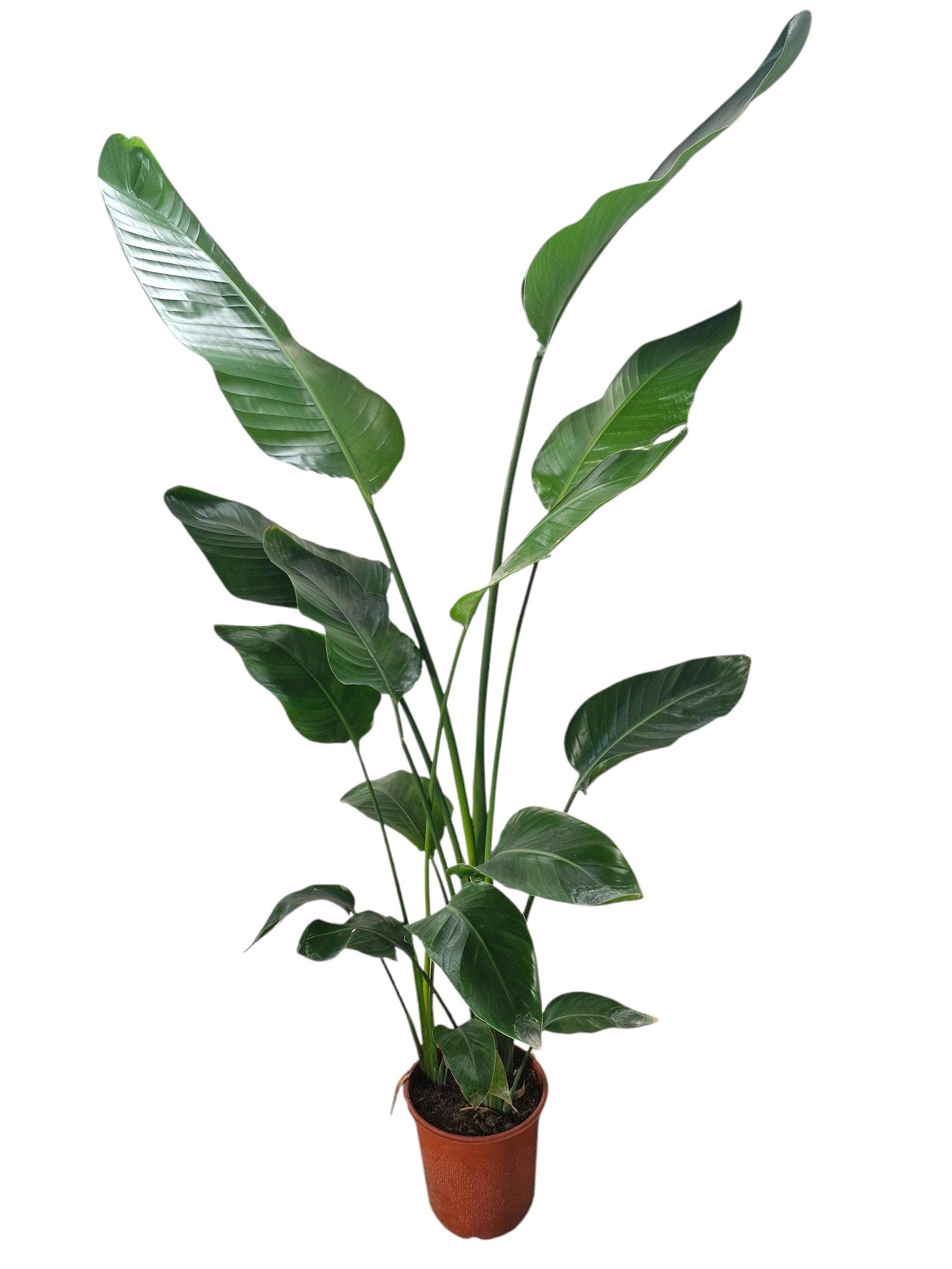 Strelitzia Nicolai, D 24