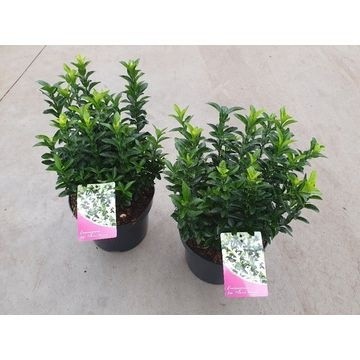 Euonymus jap. Paloma Blanca, D 17 cm