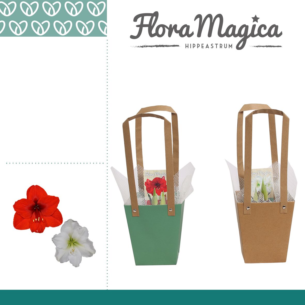 Amaryllis Mix 2 Knop in Giftbag, D 12
