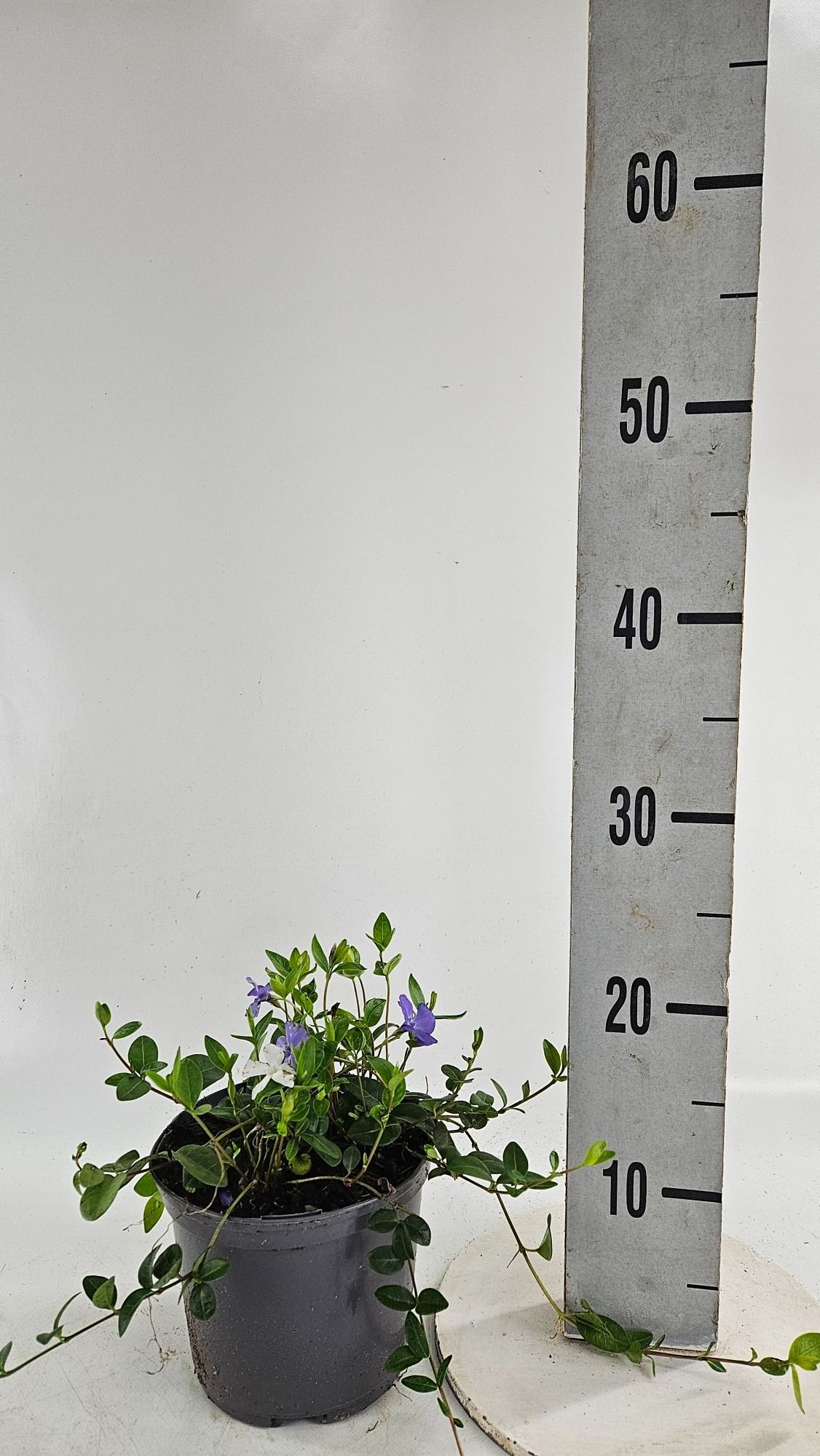 Vinca minor 'Duo' white/blue, D 15