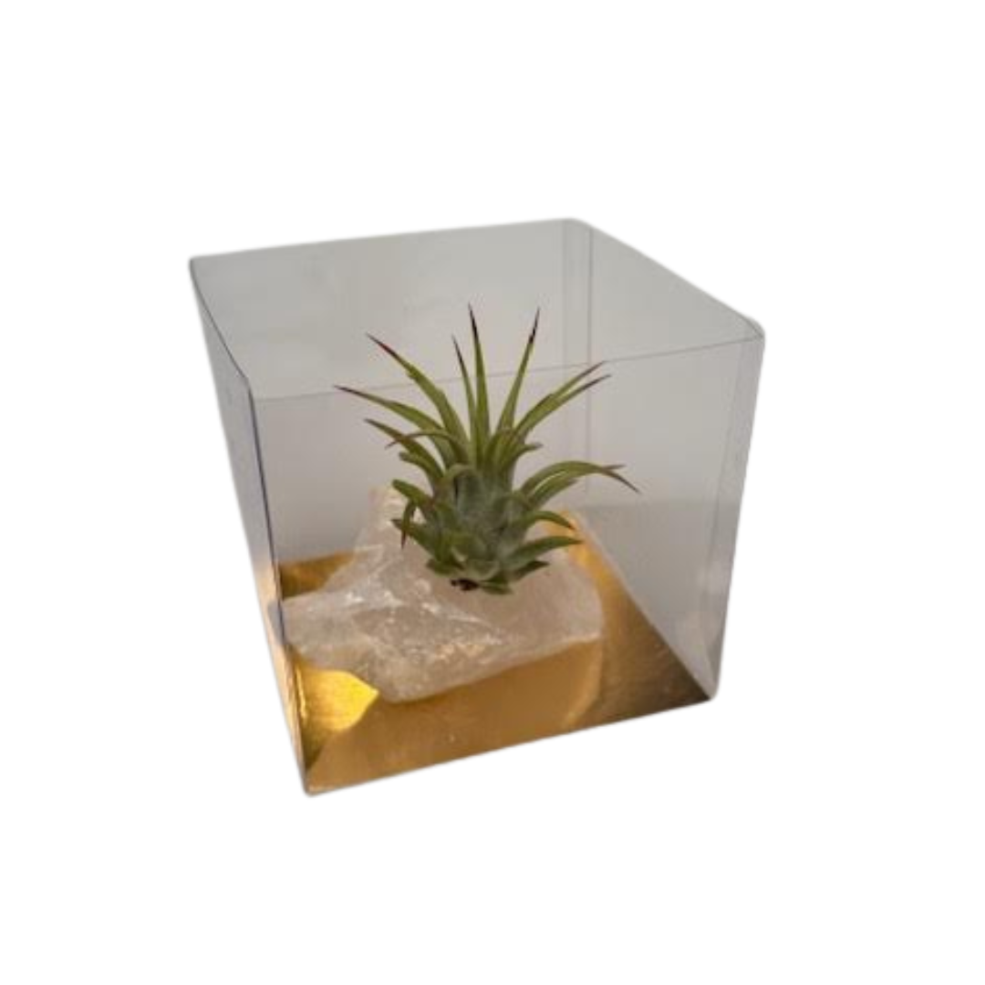 Rock Crystal (medium) + tillandsia, D 6