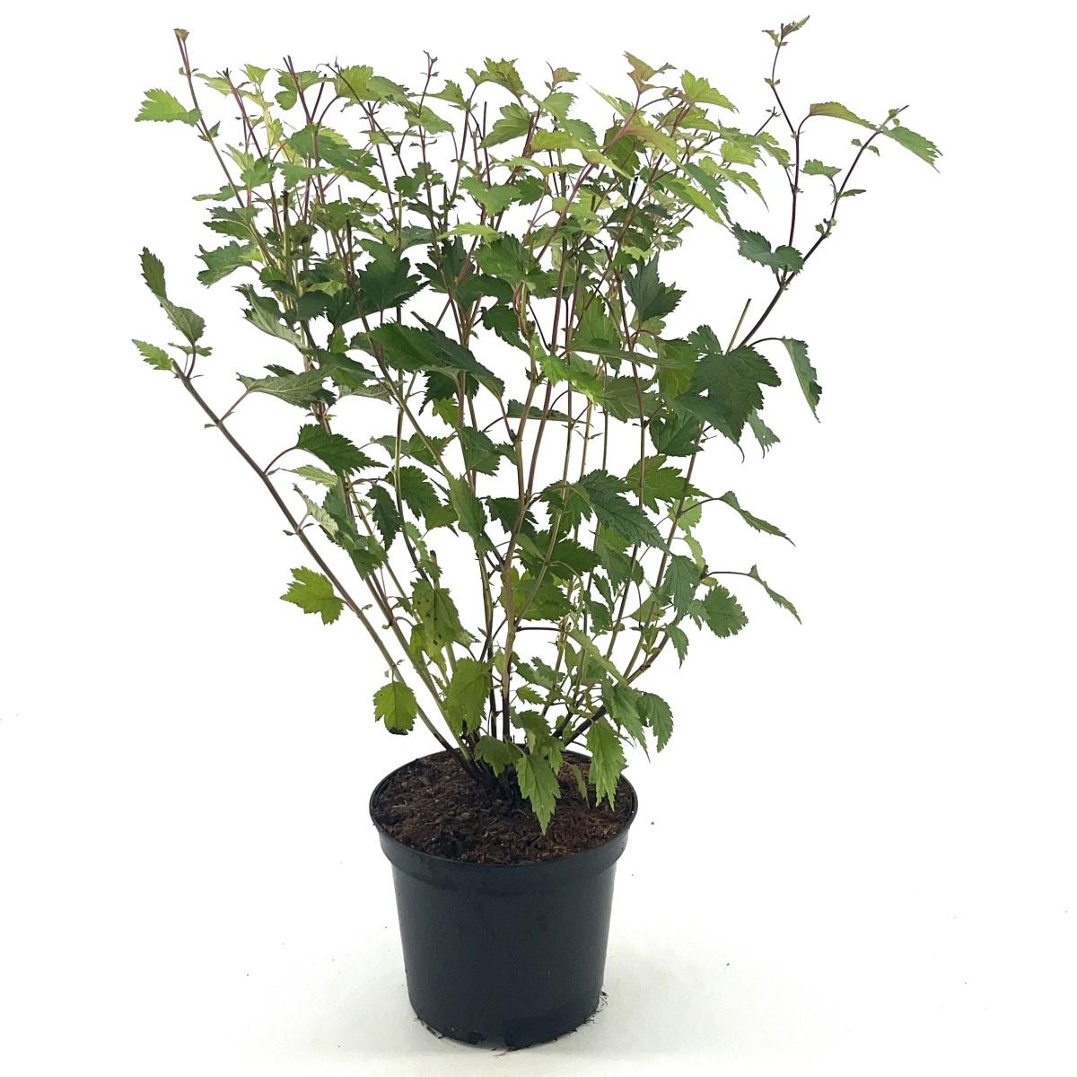 Neillia affinis, D 19 cm