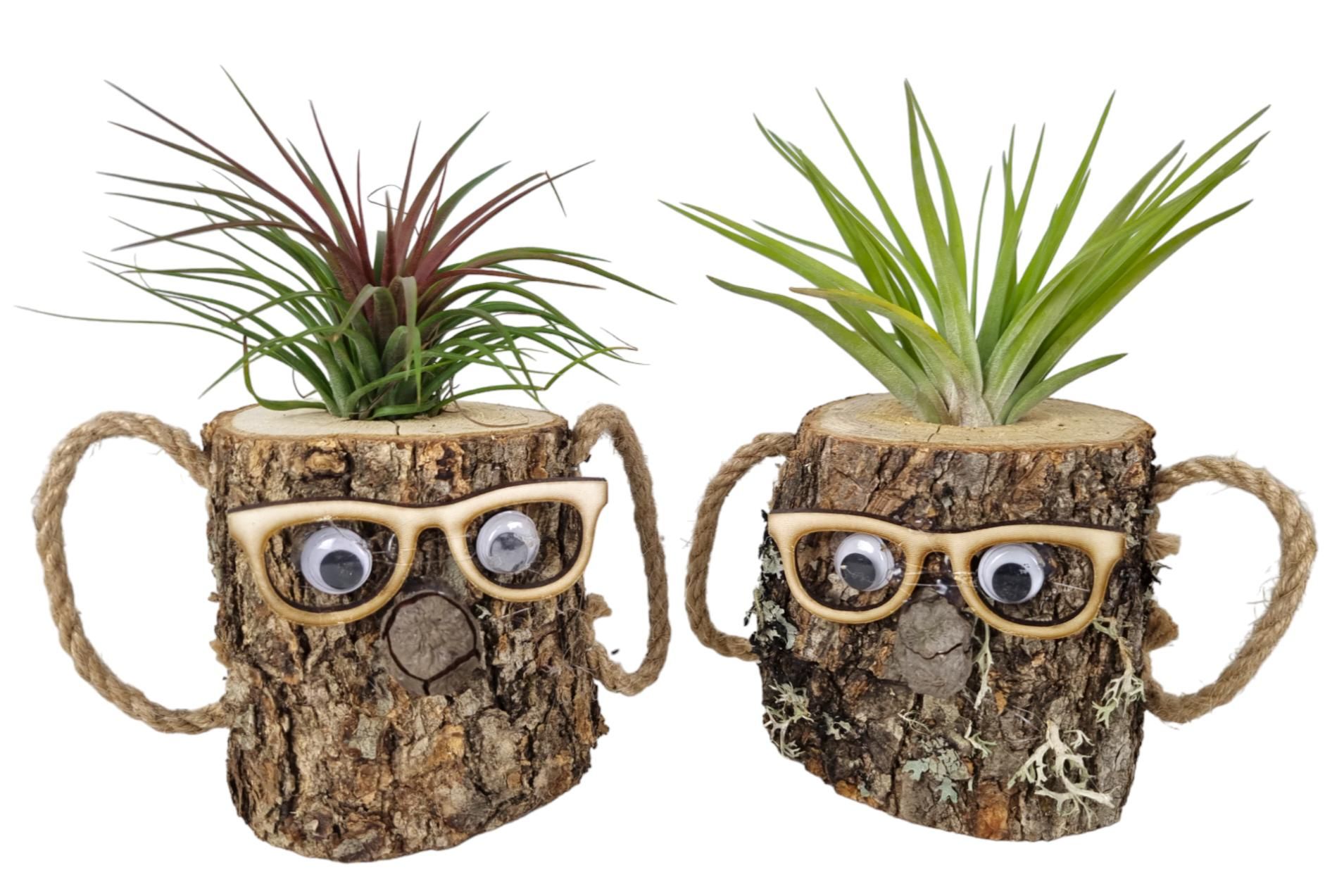 Tillandsia wood dude brown, D 8