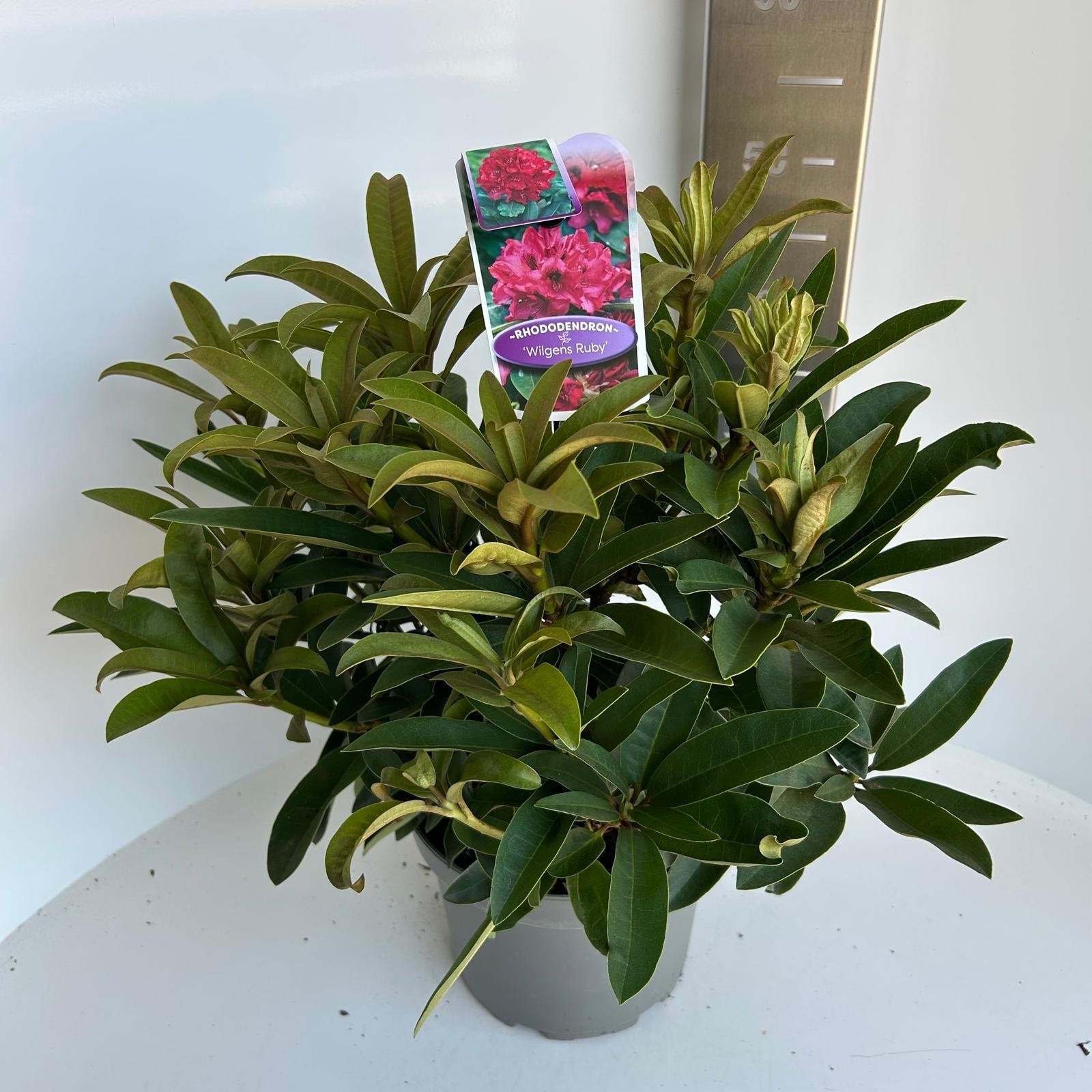 Rhododendron 'Wilgen's Ruby', D 23