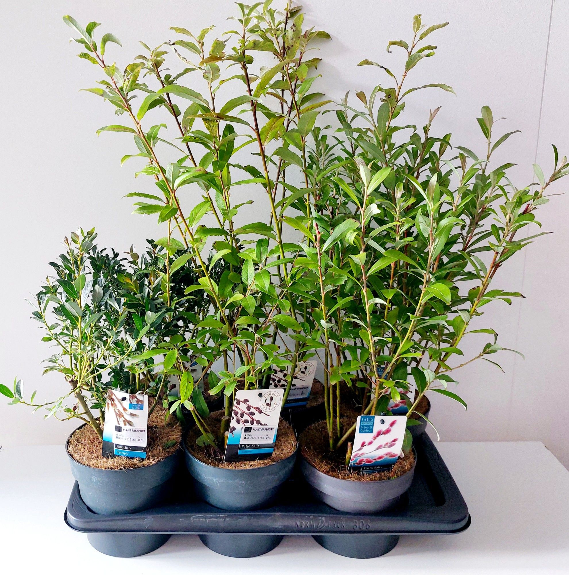 Salix mix bush p17 concept, D 17 cm