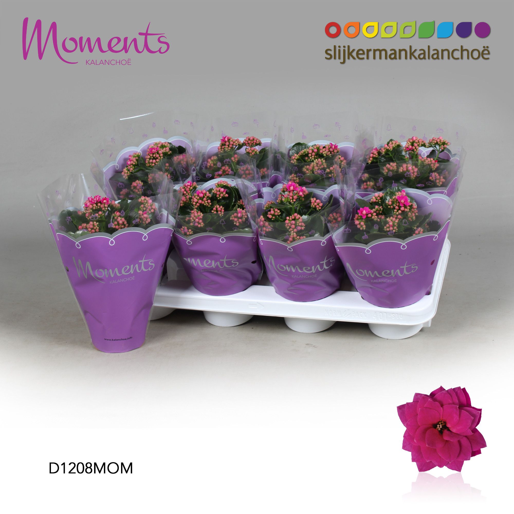 Kalanchoe Moments - Purple, D 12