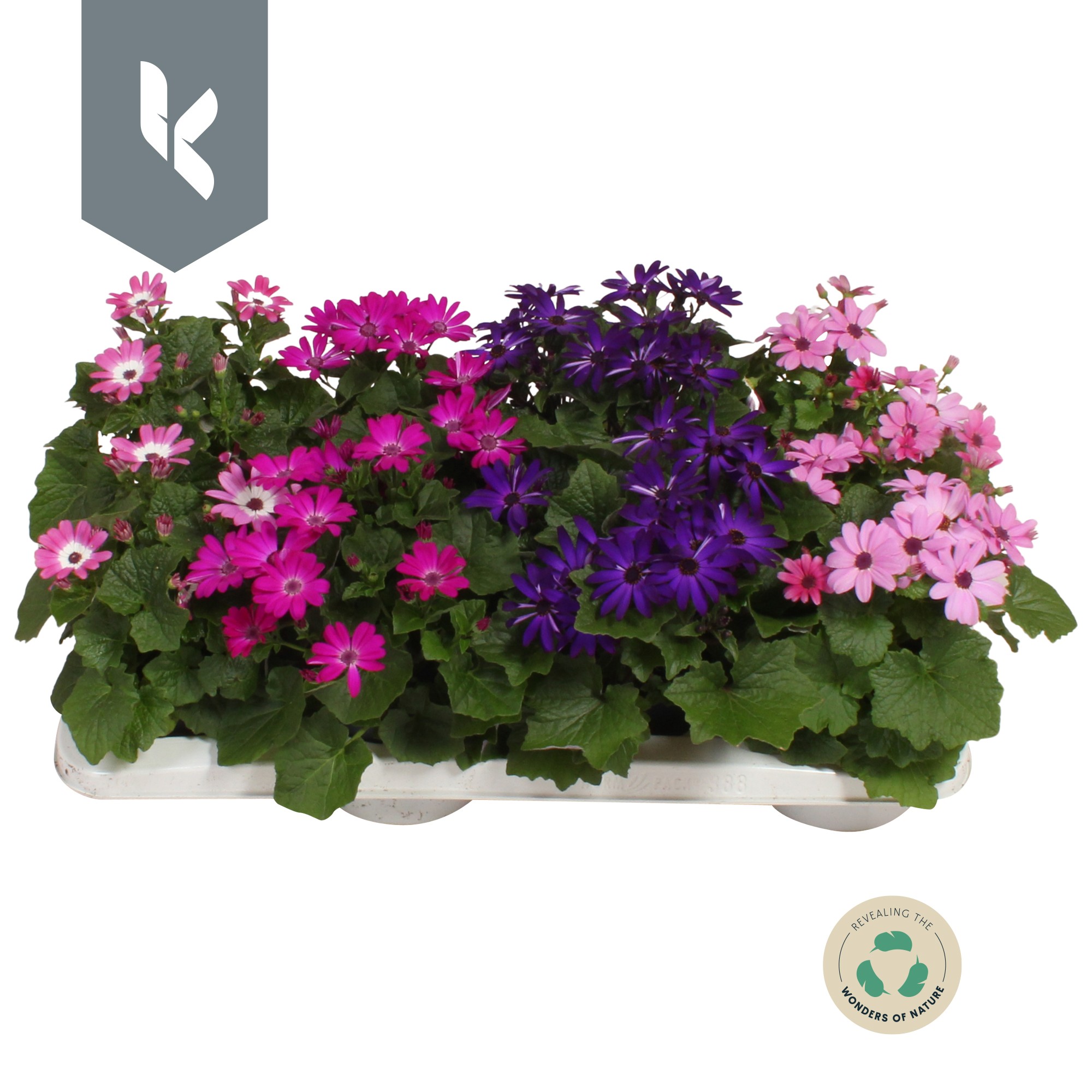 Senetti Mix kar, D 12
