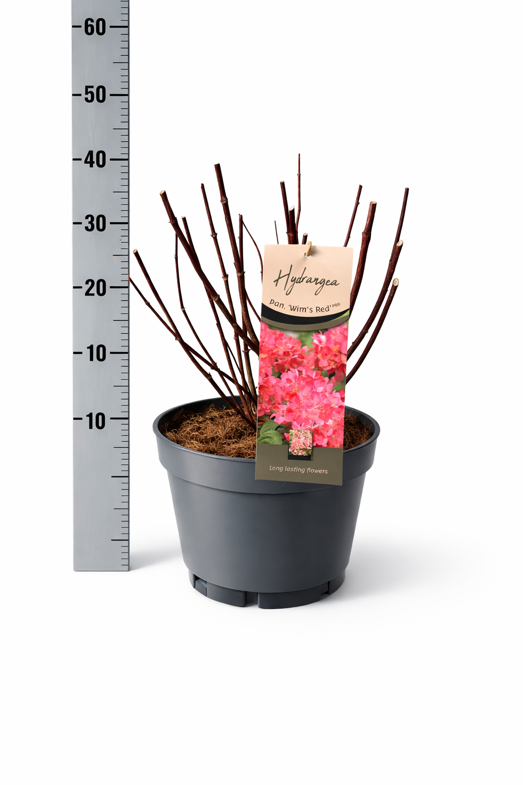 Hydrangea Pan. Wims Red, D 26