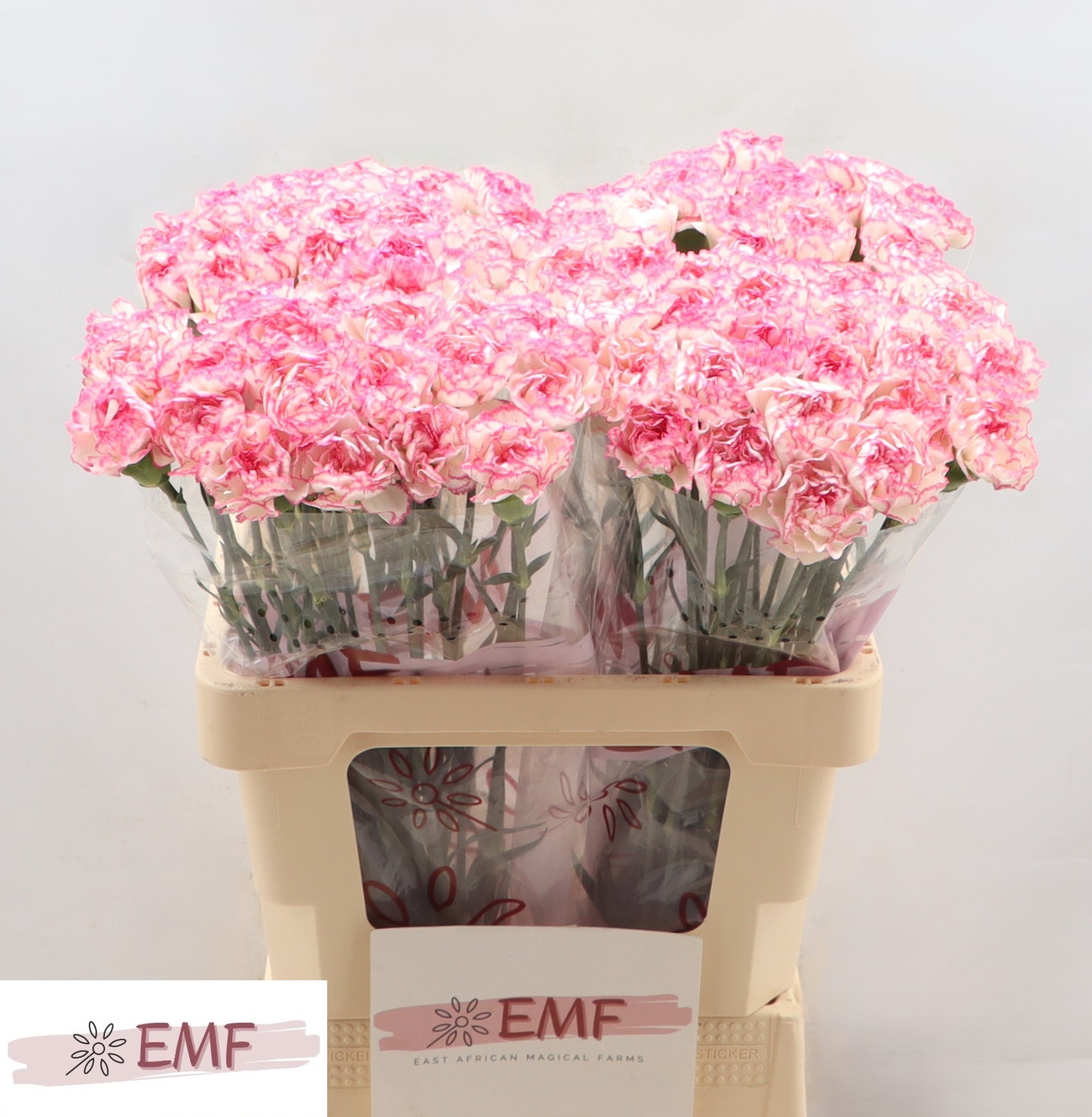 Диантус од. Комачи, шт.