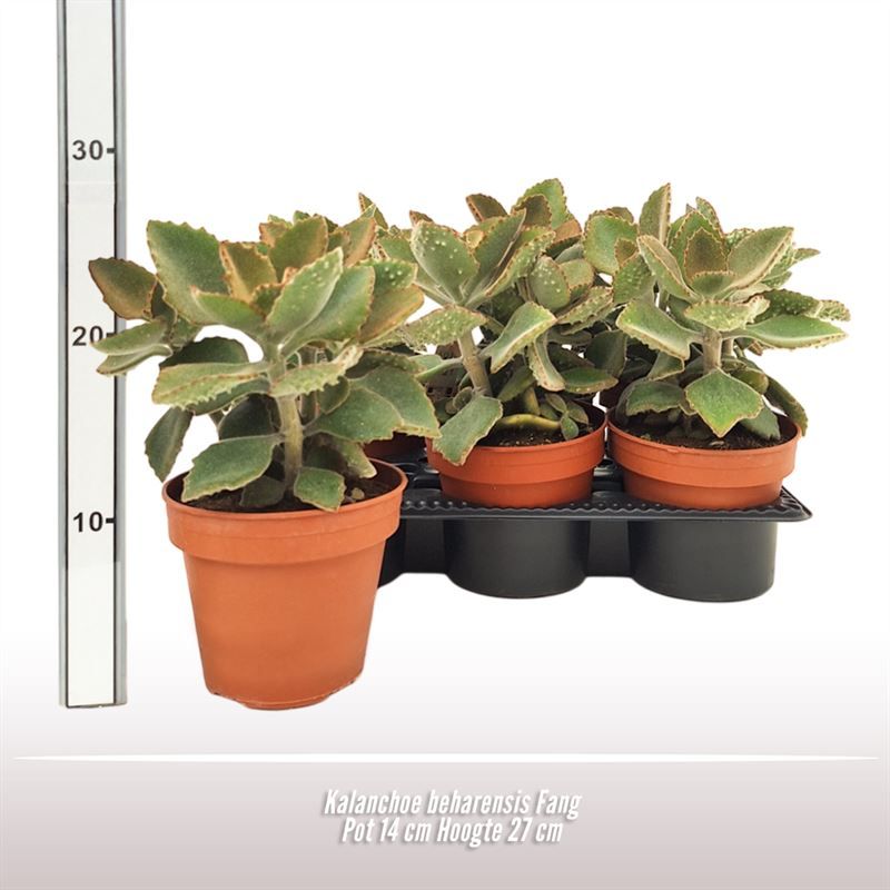 Kalanchoe beharensis Fang, D 14