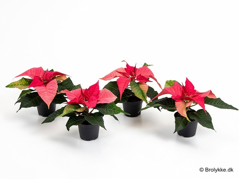 EUPHORBIA PULCHERRIMA 'MINI' 'Fellings Pink', D 6 cm