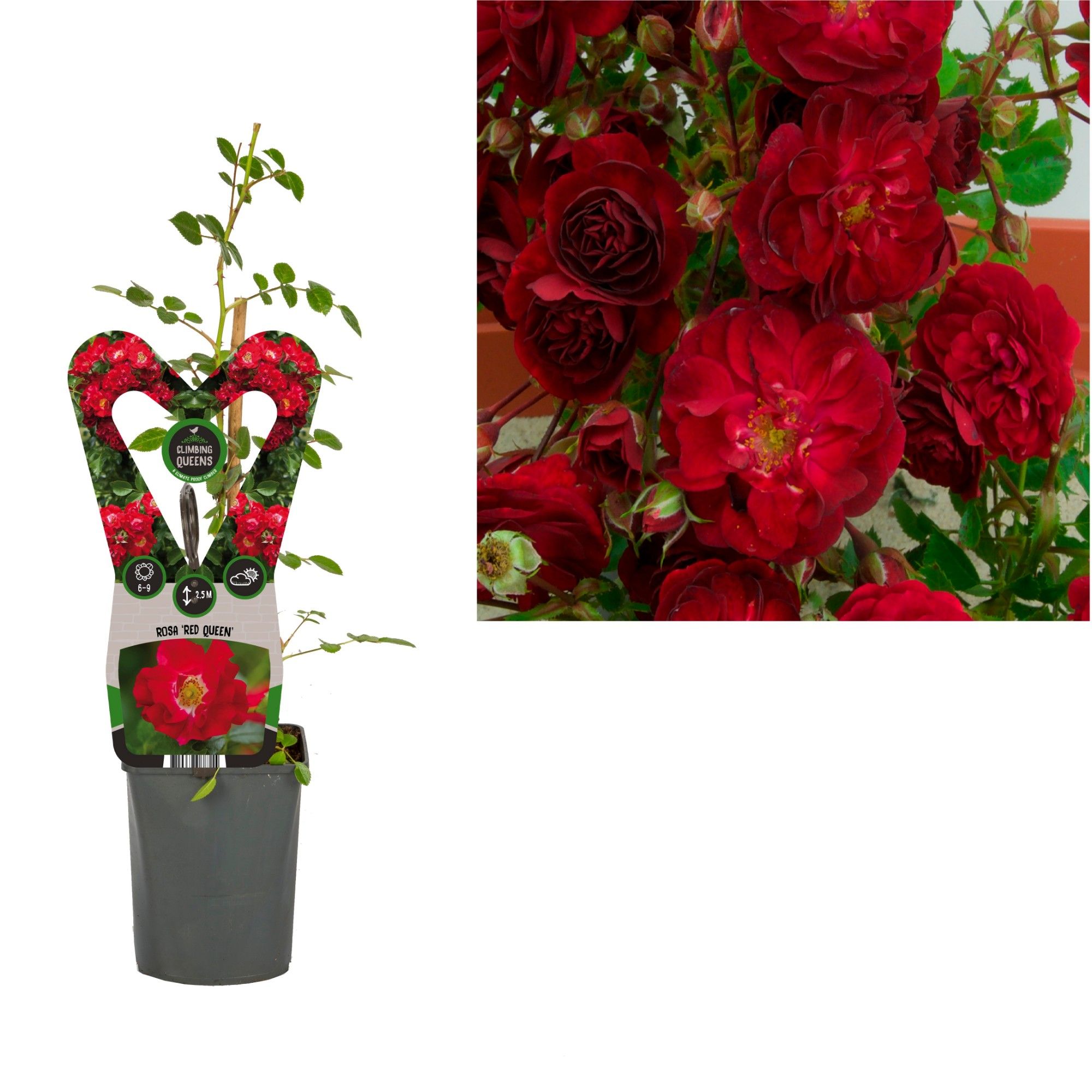 Rosa 'Red Queen' +light label, D 11