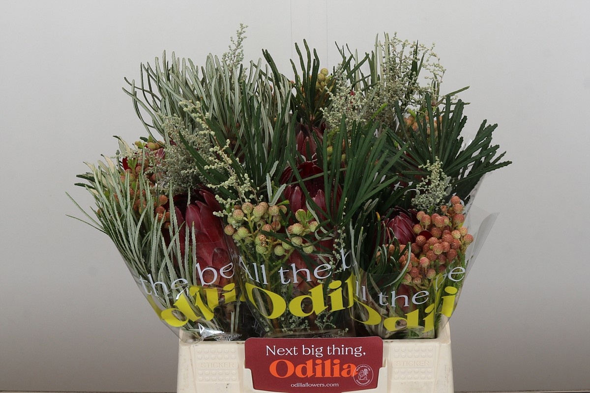 Протея Овериг за пучок 40, пуч.