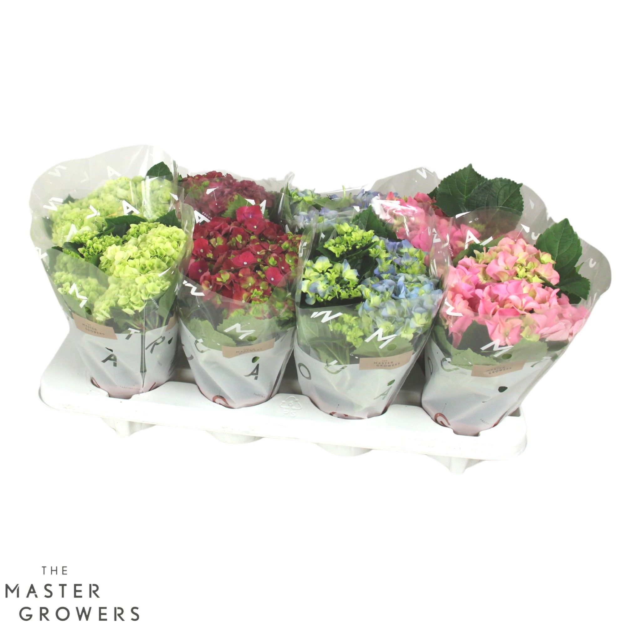 Hydrangea macr. 10cm Mix 3+bloem, D 10