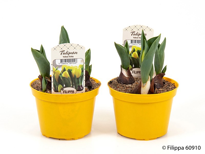 TULIPA FERGANICA 'Yellow baby', D 10