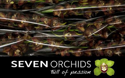 Цимбидиум Чокобир x6 80, шт.