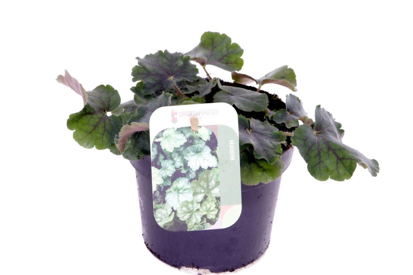 Heuchera sang. Coral Forest, D 13