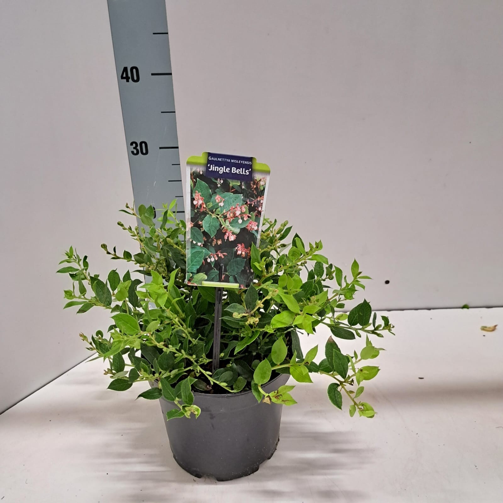 Gaulnettya w. 'Jingle Bells', D 17 cm