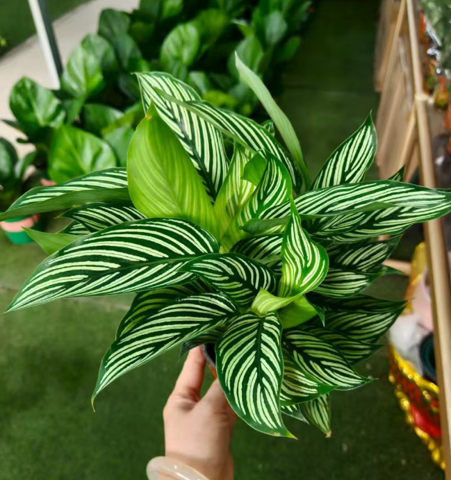 Калатея витатта 11 35