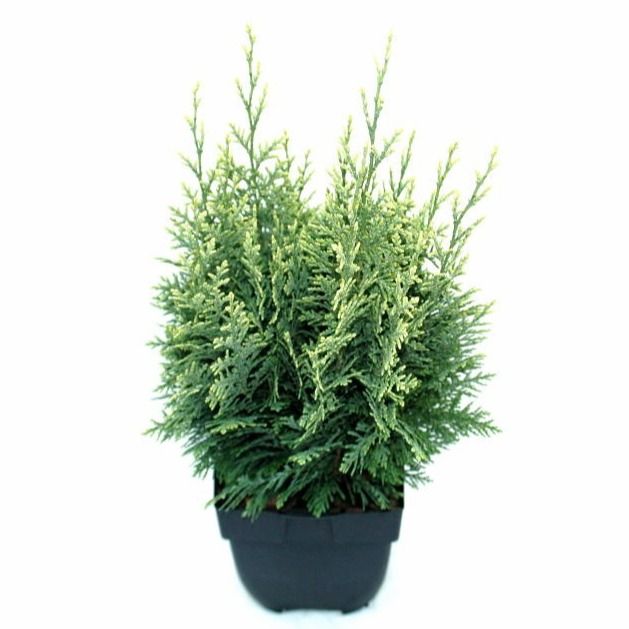 Chamaecyparis lawsoniana 'White Spot' P17, D 17