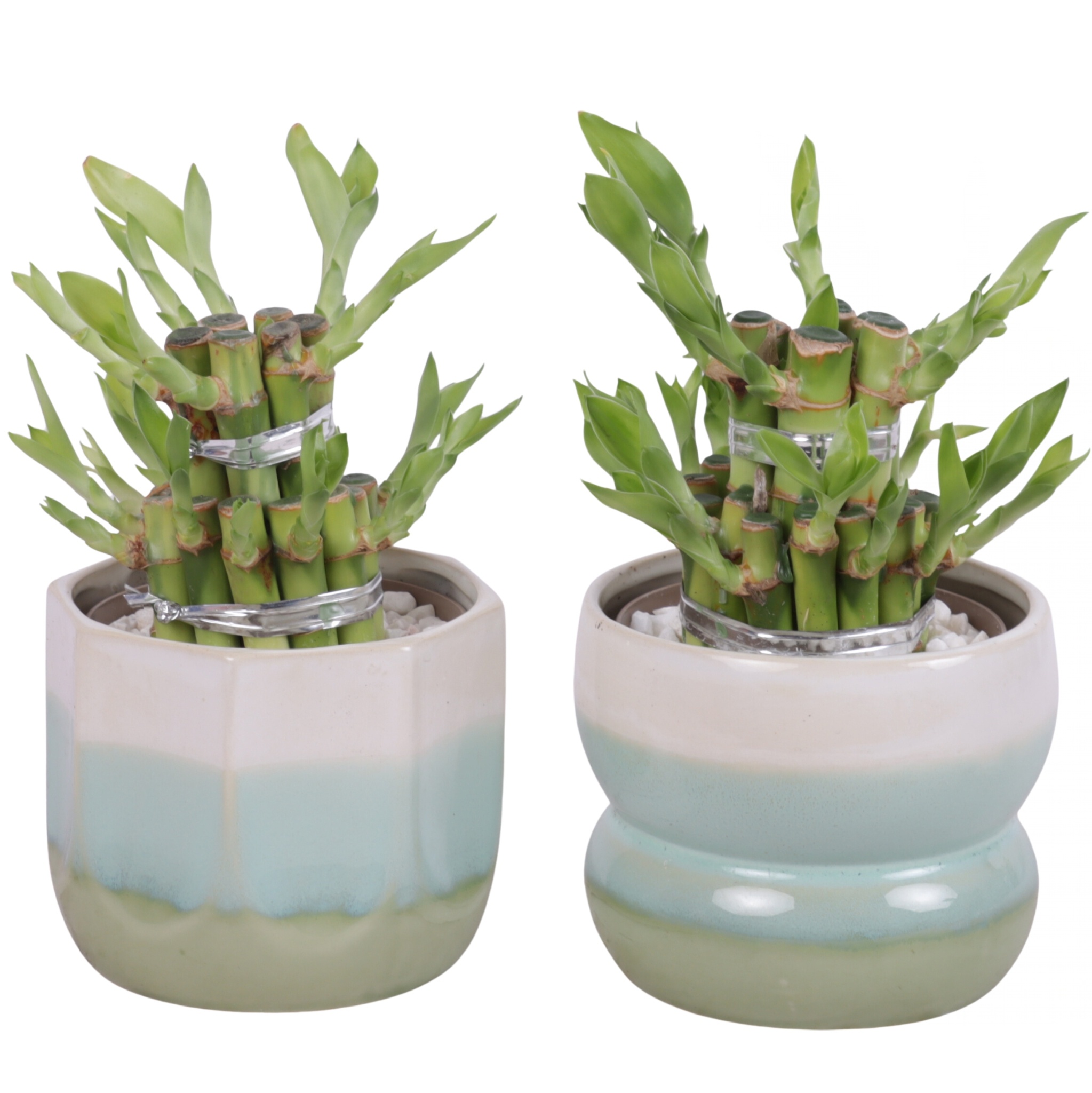 Lucky Bamboo Shape Round 2S Ø11cm Ceramic FB675, D 11