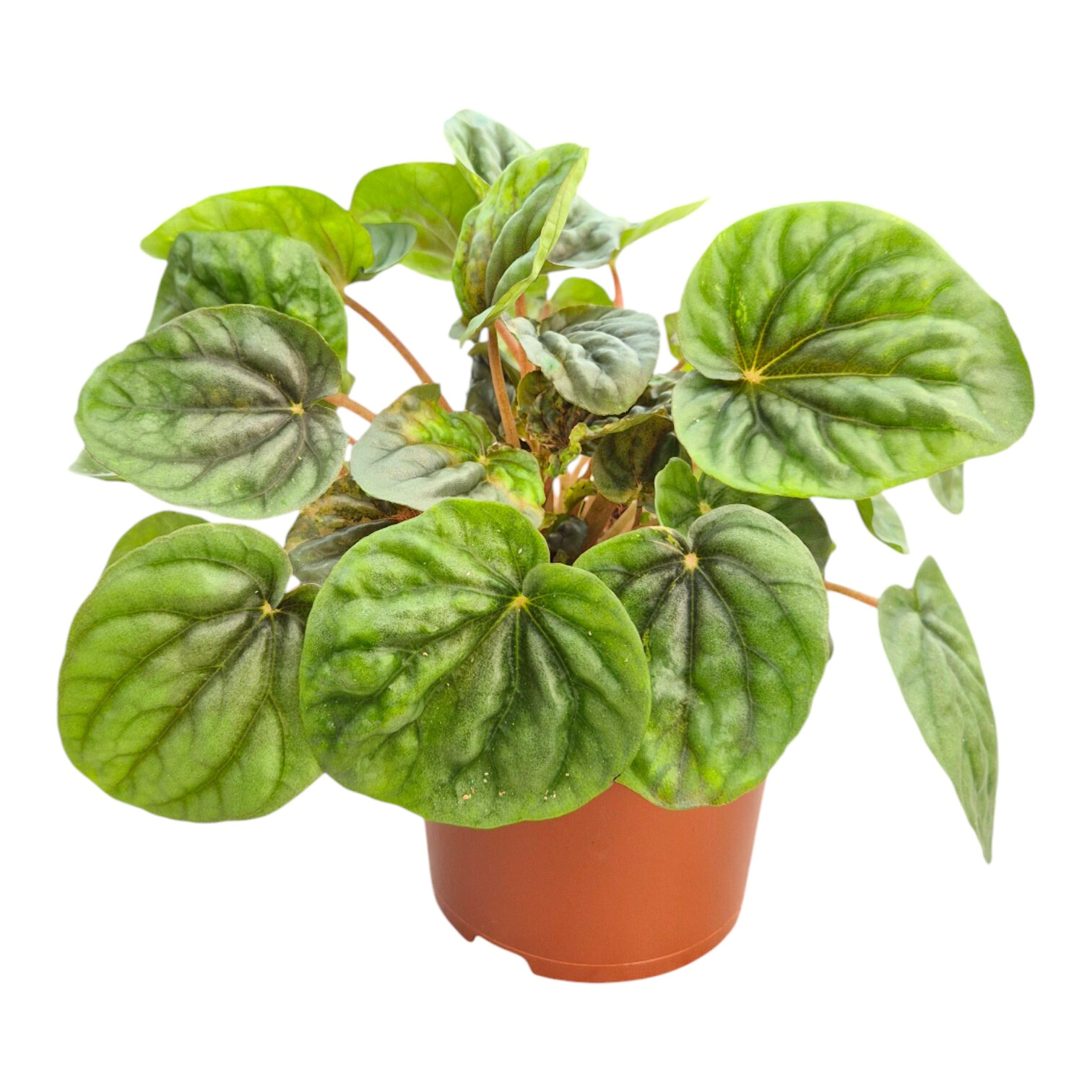 Peperomia Candora® Da Vinci, D 13