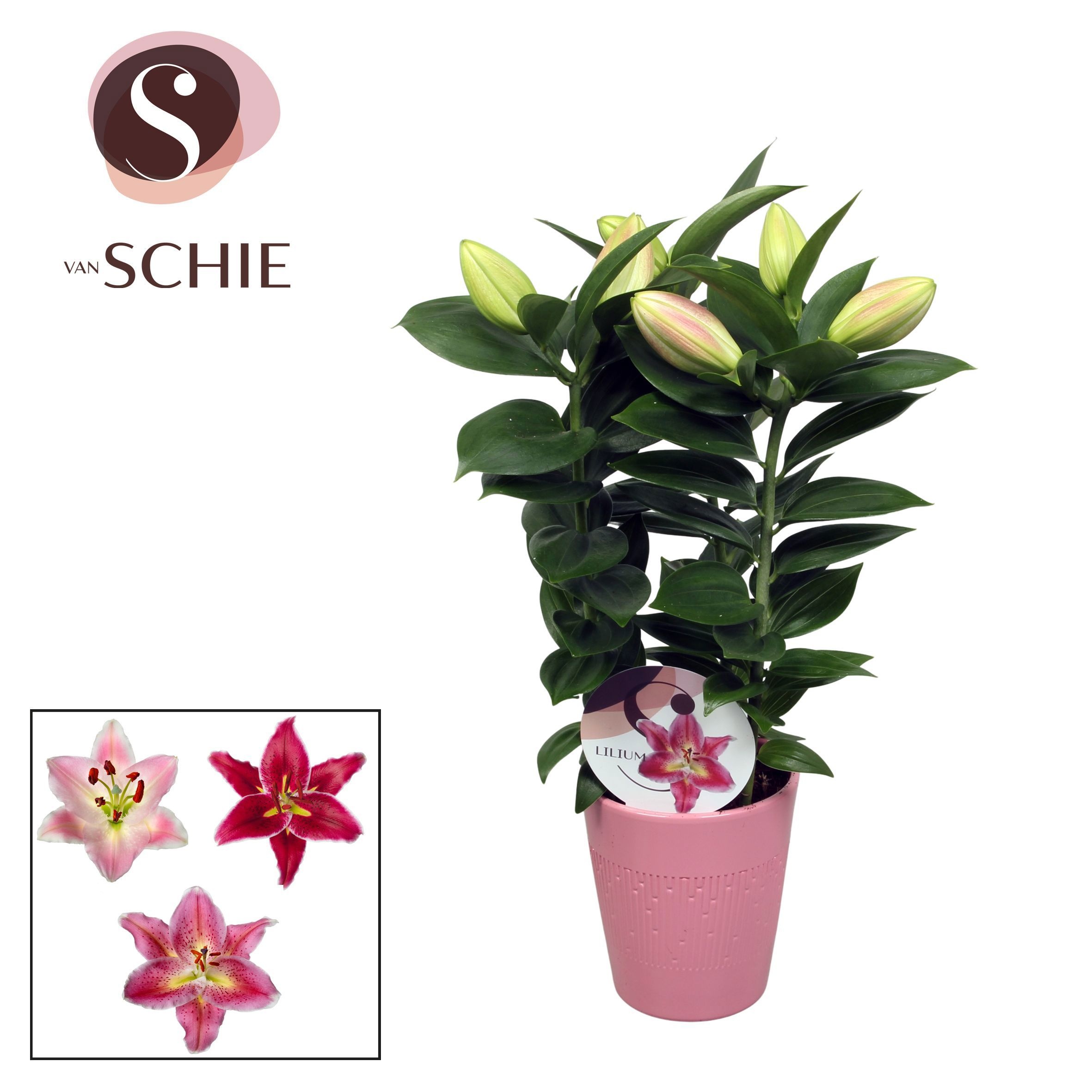 Oriental Pink 13cm keramiek LINO, D 13 cm Oriental Pink 13cm keramiek LINO, D 13 cm