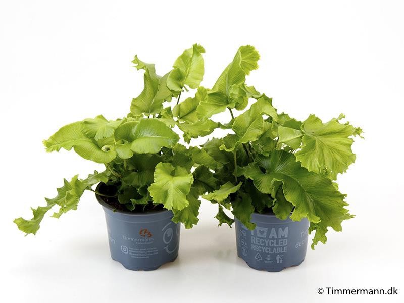 PHYLLITIS SCOLOPENDRIUM 'Cristata', D 9 cm