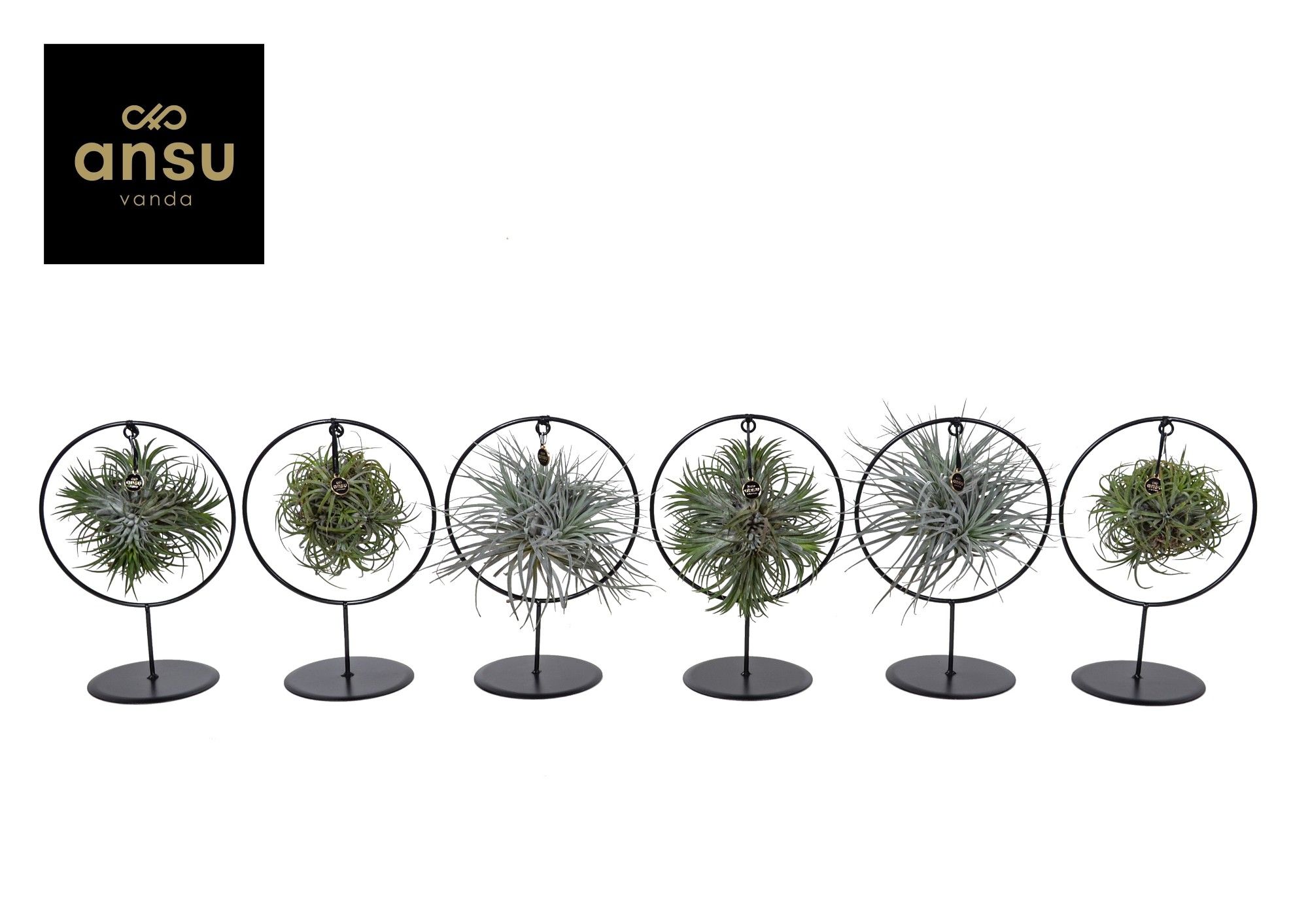 Tillandsia Ring mix (Medium), D 14