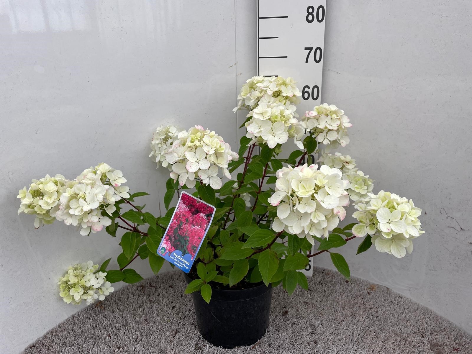 Hydrangea pan. Diamant Rouge struik 50-60 cm P26, D 26 cm