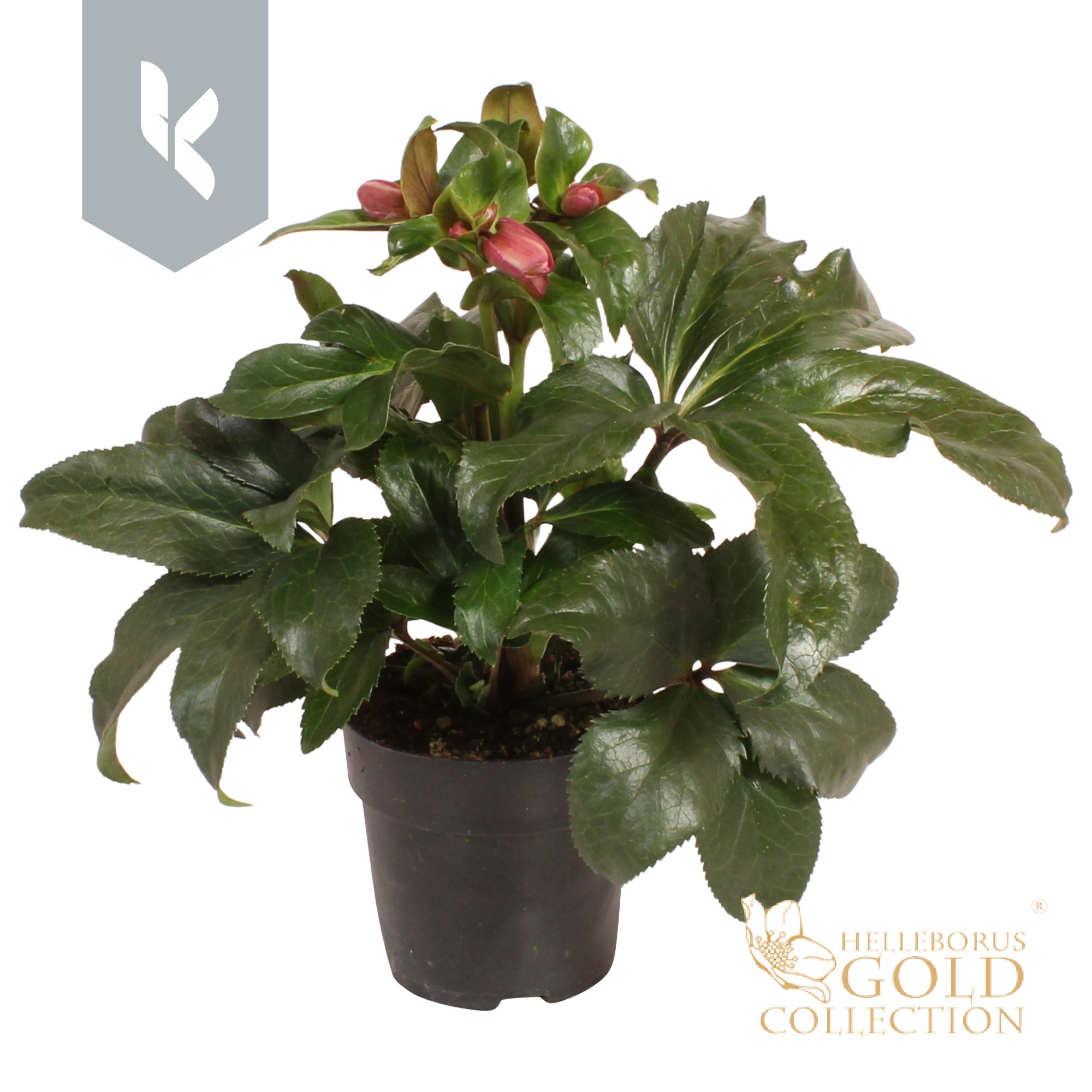 HGC Helleborus Ice N Roses Early Rose, D 15 cm