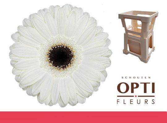 Гербера Вайт Хаус, шт.