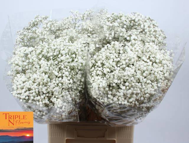 Гипсофила Экселенс 70, шт.