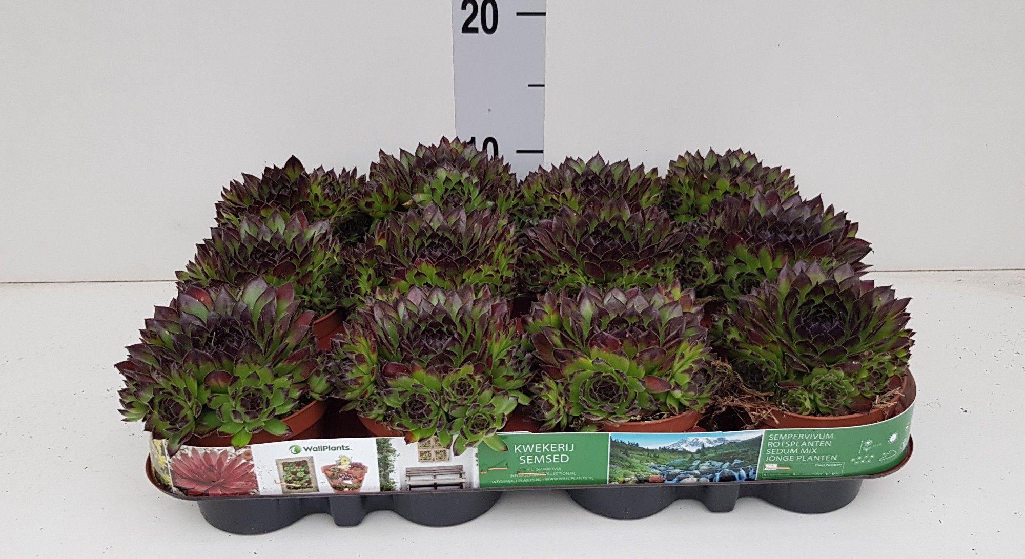 sempervivum Boekarest ™, D 9