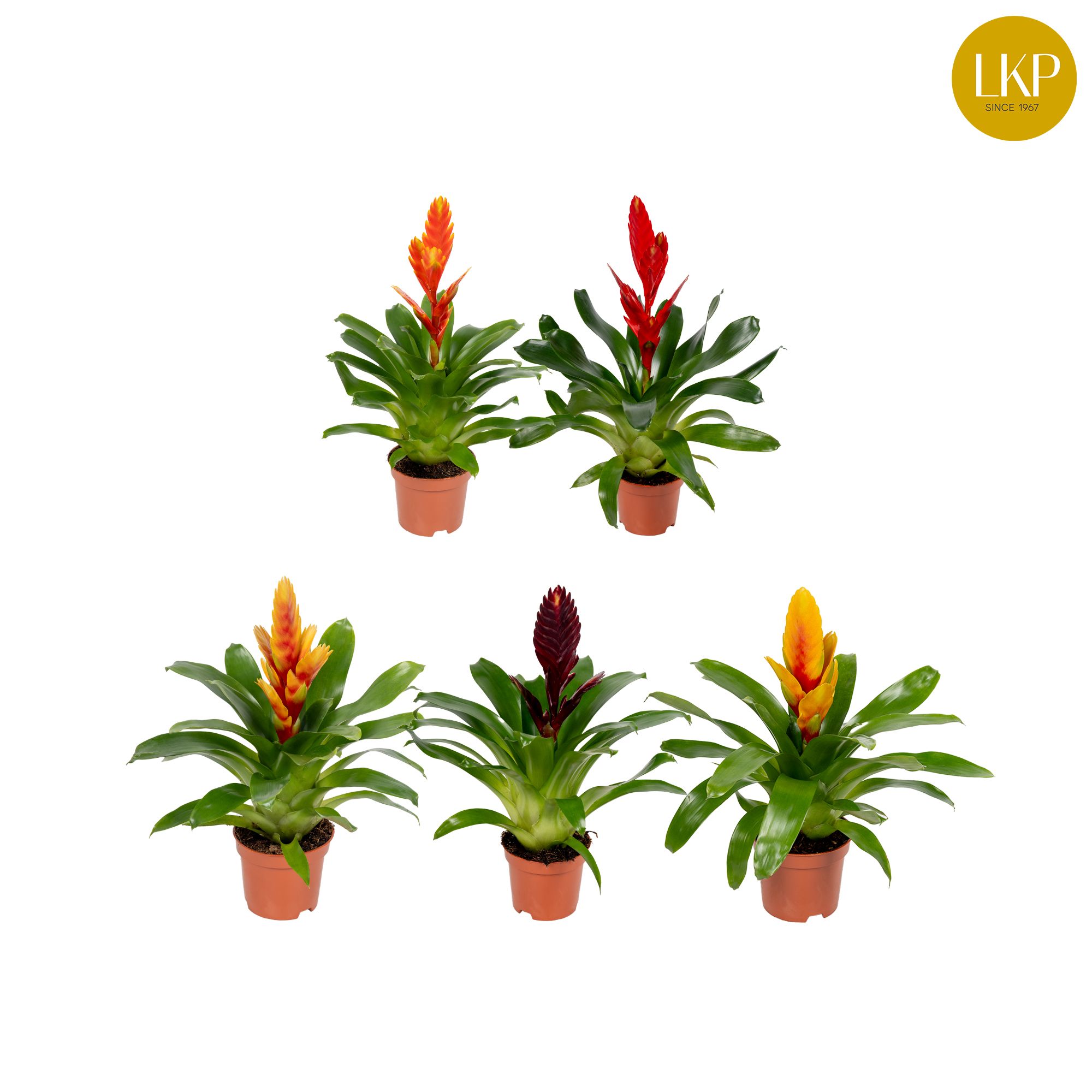 Vriesea Sensation 10.5cm (Met Hoes), D 10,5