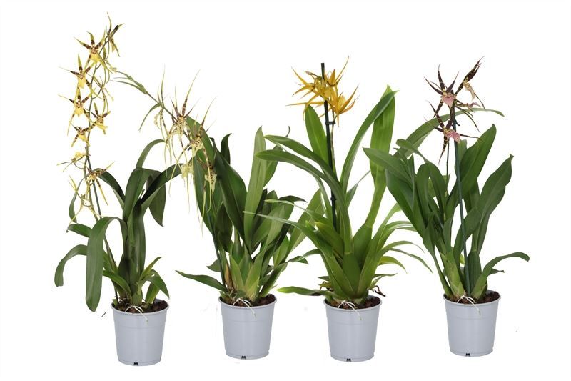 Brassia mix 1T, D 12