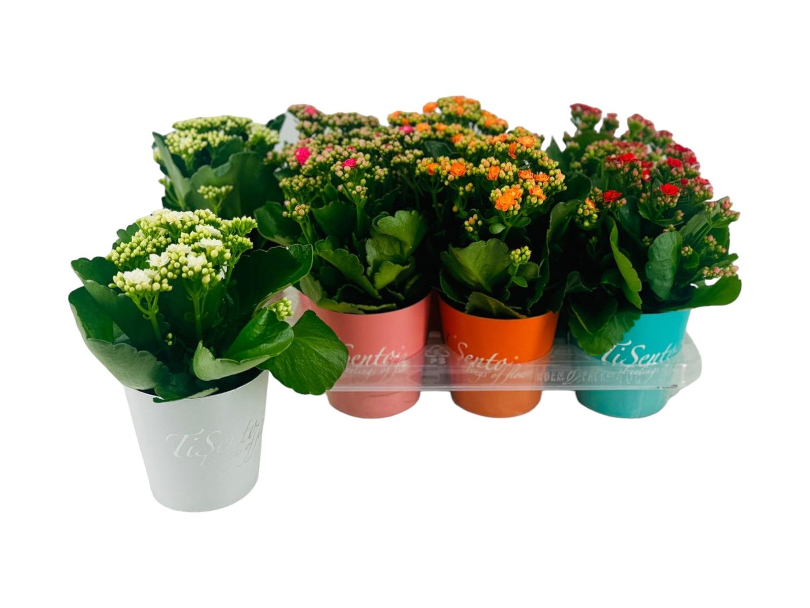 Calandiva 12 cm - TiSento Semptember Smartcup, D 12