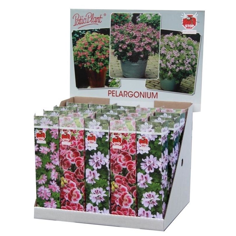 Pelargonium cr. 'Anti-Mosquito' mix, D 10,5