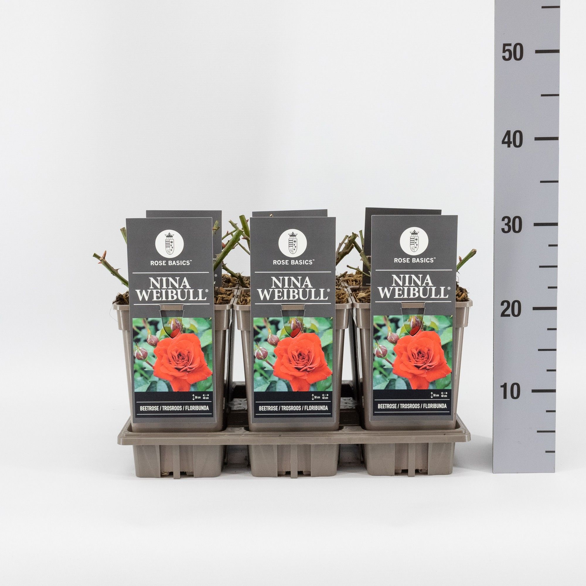 Rosa (F) Nina Weibull ®, C3, D 17 cm