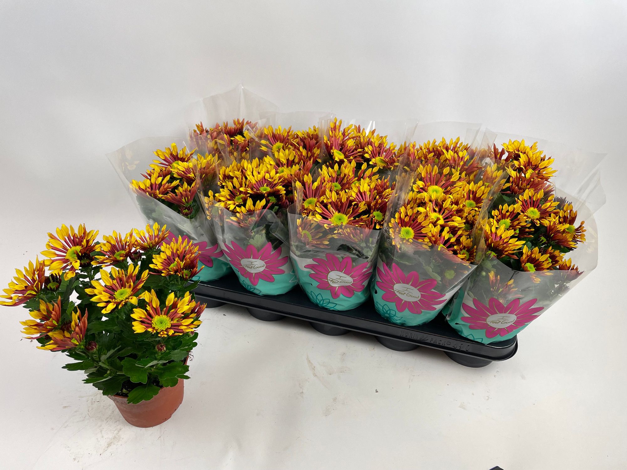 Splash Energy 12cm, D 12